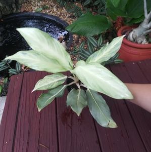 Aglaonema 'Ghost' / Chinese Evergreen - RARE